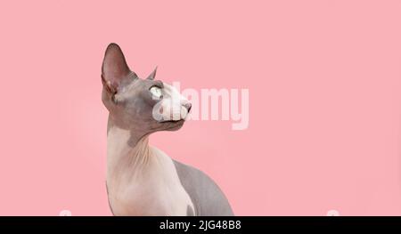 Portrait ernste und aufmerksame sphynx Katze. Isoliert auf rosa Korallen Hintergrund Stockfoto