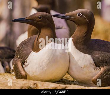 Gezügelten Guillemot Stockfoto