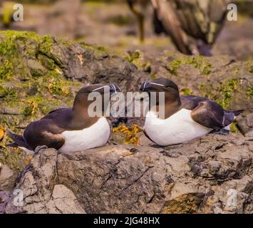 Tordalken Stockfoto