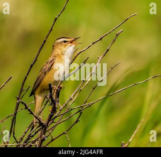 Sedge Warbler in Song Stockfoto