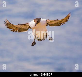 Guillemot im Flug Stockfoto