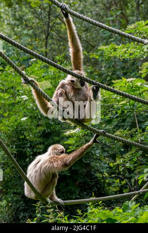 Zwei Lar-Gibbons / Weißhand-Gibbon (Hylobates-Lar) sitzen auf Seilen im Zoo/Tierpark, beheimatet in Indonesien, Laos, Malaysia, Myanmar und Thailand Stockfoto