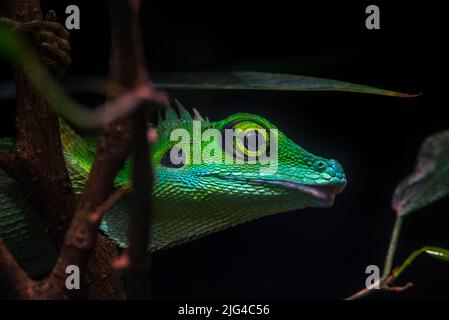 Grüne Haubeneidechse (Bronchocela cristatella / Agama cristatella), eine in Südostasien endemische Agamideneidechse Stockfoto