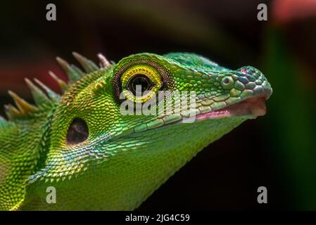 Grüne Haubeneidechse (Bronchocela cristatella / Agama cristatella), eine in Südostasien endemische Agamideneidechse Stockfoto