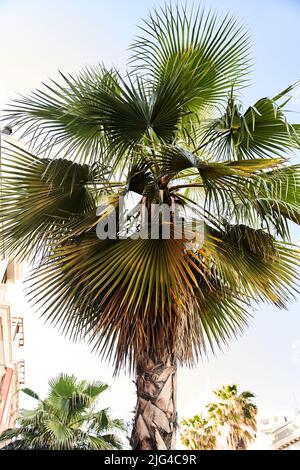Palme mit großen Blättern gegen den Himmel Stockfoto