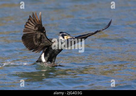 Großer Kormoran (Phalacrocorax carbo sinensis), adulte Landung auf dem Wasser, Kampanien, Italien Stockfoto