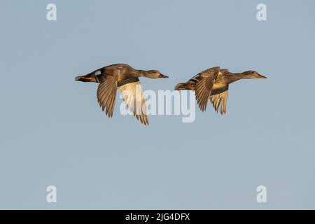 Gadwall (Mareca strepera), Seitenansicht eines fliegenden Paares, Nordostregion, Island Stockfoto