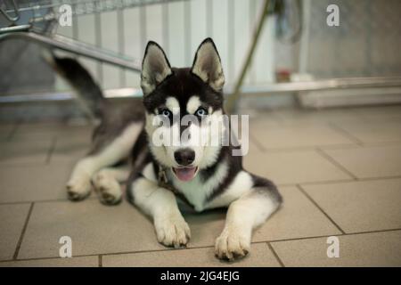 Hund der Husky Rasse wartet auf Besitzer. Welpen an der Leine im Laden. Tier mit schönen Augen. Haustier liegt auf dem Boden. Stockfoto