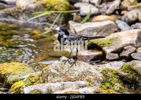 Im Handumdrehen. Pied Wagtail, Motacilla alba, nach einer Fliege in einem Wiesenfluss im Colby Woodland Garden, Amroth, Pembrokeshire, West Wales, Großbritannien Stockfoto