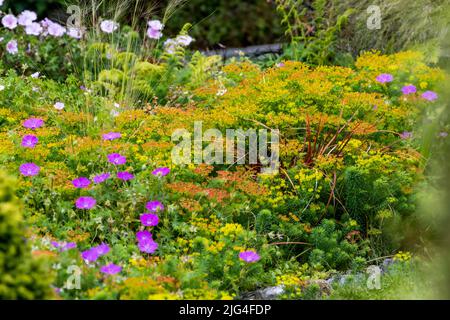 Blühendes Bett im ummauerten Garten von Colby Woodland Garden, Amroth, Pembrokeshire, West Wales, Großbritannien Stockfoto