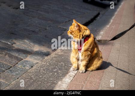 Große dicke Erwachsene rote Hauskatze in einem Geschirr und an einer Leine sitzt auf dem Bürgersteig auf der Straße und schaut auf den Besitzer. Selektiver Fokus. Stockfoto