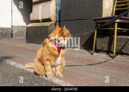 Große dicke Erwachsene rote Hauskatze in einem Geschirr und an einer Leine sitzt auf dem Bürgersteig auf der Straße und schaut auf den Besitzer. Selektiver Fokus. Stockfoto