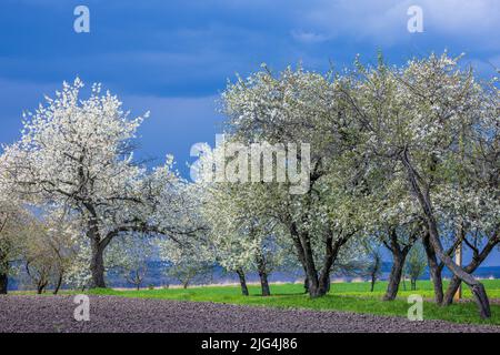 Blühende Kirschbäume im frühen Frühjahr gegen einen dunkelblauen, stürmischen Himmel Stockfoto