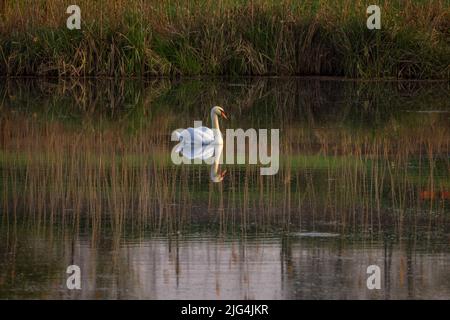 Ein Schwan schwimmt in einem Teich, der von Schilf umgeben ist Stockfoto
