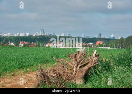 Knarrige Äste und Wurzeln eines umgedrehten Baumes grün Stockfoto