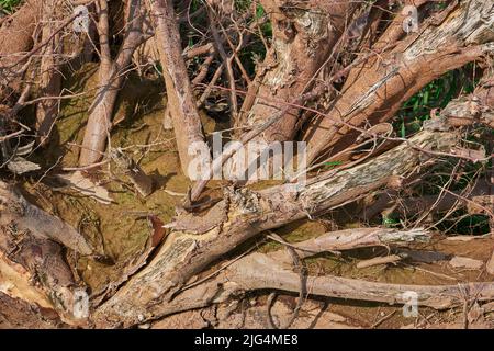 Knarrige Äste und Wurzeln eines umgedrehten Baumes grün Stockfoto