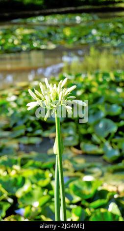 Schöne Blume von Agapanthus africanus auch bekannt als Lilie des nils, afrikanische, blaue Lilie etc. Stockfoto