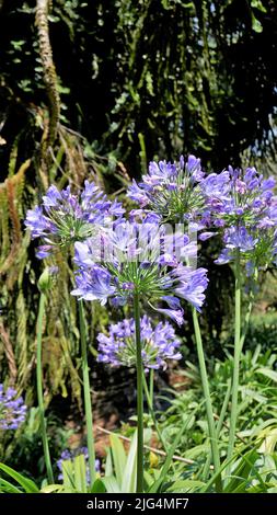 Schöne Blume von Agapanthus africanus auch bekannt als Lilie des nils, afrikanische, blaue Lilie etc. Stockfoto