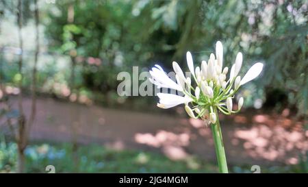 Schöne Blume von Agapanthus africanus auch bekannt als Lilie des nils, afrikanische, blaue Lilie etc. Stockfoto