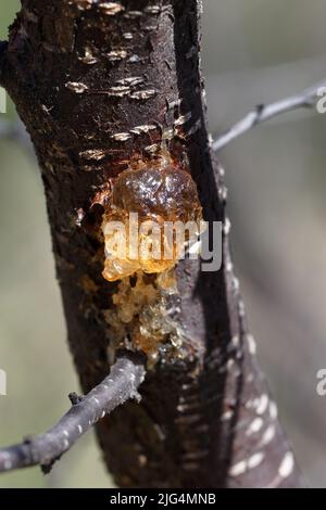 Mexikanischer Pflaumensaft Stockfoto