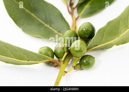 Nahaufnahme der Lorbeerkerne auf frischem Zweig auf weißem Hintergrund. Laurus nobilis Stockfoto