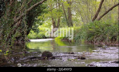 Fluss in der Landschaft fließt entlang Wiesen Stockfoto