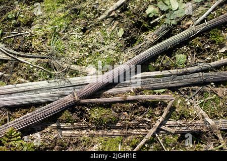 Sumpfgräser in Wäldern. Frühlingspflanzen. Struktur der bewaldeten Fläche. Trockene Stängel. Stockfoto