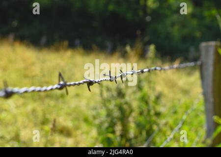 Stacheldrahtzaun um eine Weide für Tiere, Rinder Stockfoto