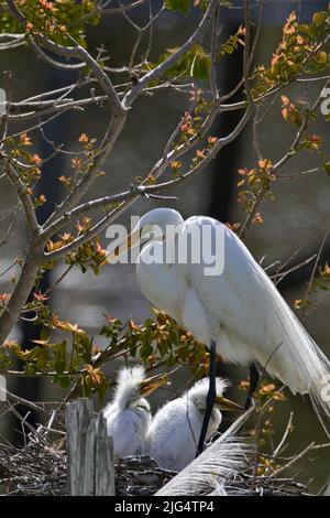 Große Reiher Küken im Nest mit schützenden Eltern gegen Zweige, grün, und orange natürlichen Hintergrund Stockfoto