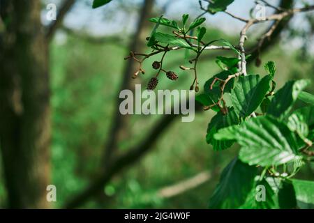 Fichtenzweig mit frischen saftigen Sprossen Tannenzapfen und Nadeln grün Stockfoto