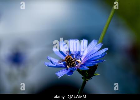 Centaurea cyanus, allgemein bekannt als Kornblume oder Junggesellenblatte, ist eine jährlich blühende Pflanze in der Familie der in Europa heimischen Asteraceae. Stockfoto