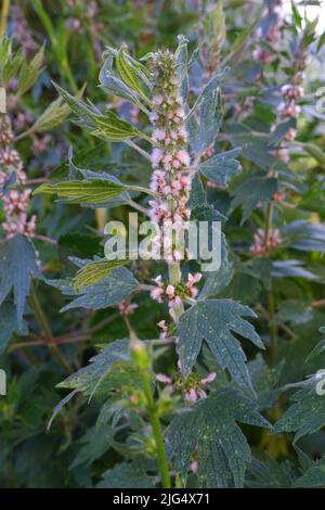 Leonurus cardiaca-Anlage. Mutterkraut mit rosa Blüten, grünem Stiel und Blättern. Stockfoto