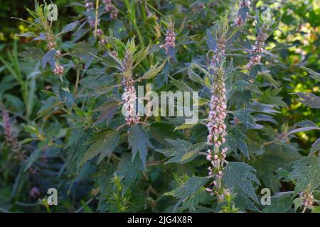 Leonurus cardiaca-Anlage. Mutterkraut mit rosa Blüten, grünem Stiel und Blättern. Stockfoto