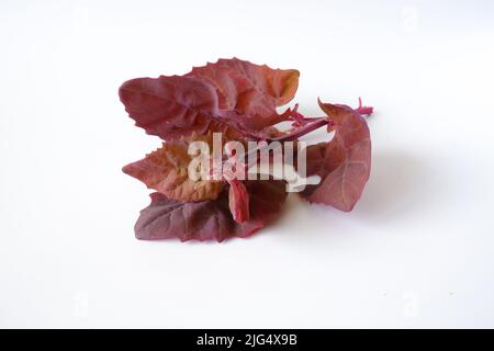 Rote Garten-Quinoa auf weißem Hintergrund. Frische Nutzpflanze aus der Nähe. Stockfoto