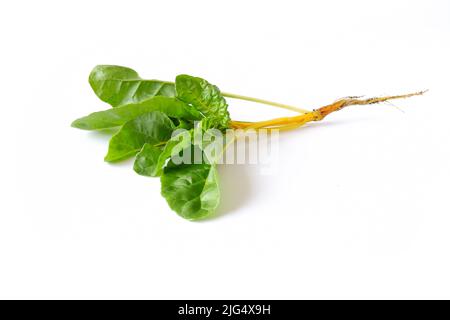 Gelbe Mangold-Blätter auf weißem Hintergrund. Nützliche essbare Pflanze Nahaufnahme. Stockfoto