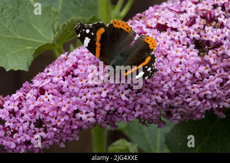 Red Admiral Butterfly Vanessa atalanta auf Pink Buddleia Stockfoto