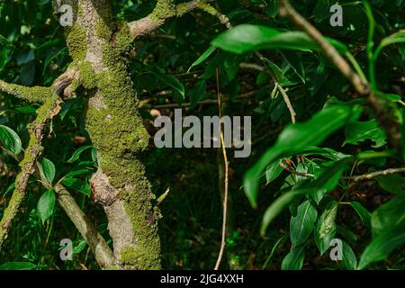 Knarrige Äste und Wurzeln eines umgedrehten Baumes grün Stockfoto