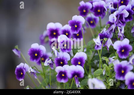 Nahaufnahme einer Gruppe von Stiefmütterchen mit mehreren violetten Farbtönen und gelben Mitten mit selektivem Fokus in der Bildmitte Stockfoto