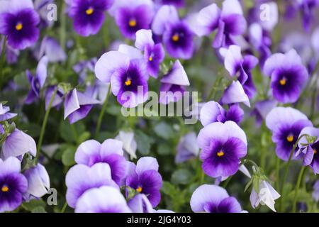 Nahaufnahme einer Gruppe von Stiefmütterchen mit mehreren violetten Farbtönen und gelben Mittelpunkten mit selektivem Fokus Stockfoto