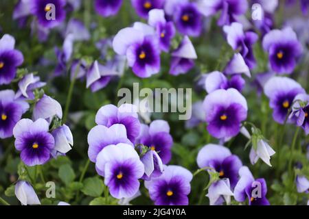 Nahaufnahme einer Gruppe von Stiefmütterchen mit mehreren violetten Farbtönen und gelben Mitten mit selektivem Fokus auf der linken Seite des Bildes Stockfoto