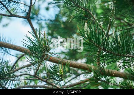 Fichtenzweig mit frischen saftigen Sprossen Tannenzapfen und Nadeln grün Stockfoto