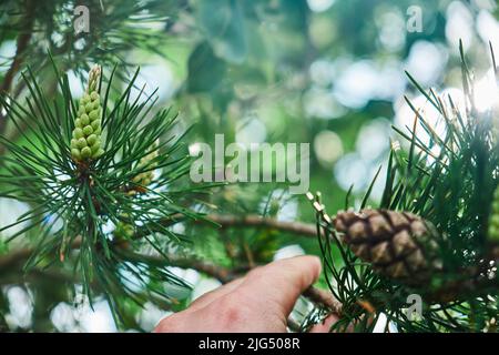 Fichtenzweig mit frischen saftigen Sprossen Tannenzapfen und Nadeln grün Stockfoto