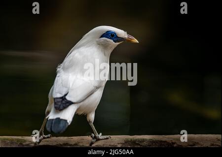 Weißer Vogel, der streicheln kann. Bali Myna. Leucopsar rothschildi. Rothschilds Mynah. Bali-Star. Bali-Mynah. Jalak Bali. Schönheit in der Natur. Stockfoto