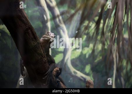 Rotterdam, Niederlande - 06. AUG 2020: Ein Echsenreptil auf einem Zweig, der die Kamera im Rotterdamer Zoo anschaut. Stockfoto