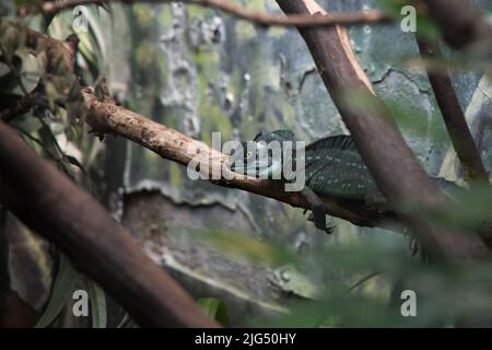 Rotterdam, Niederlande - 06. AUG 2020: Eine Chamäleon-Eidechse, die im Sommer auf einem Zweig im Blijdorp Zoo Rotterdam sitzt. Stockfoto