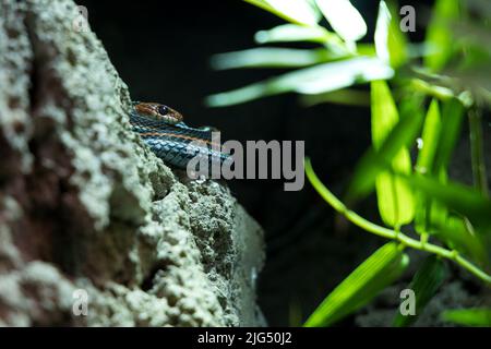 Rotterdam, Niederlande - 06. AUGUST 2020: Schlange auf Felsen im Blijdorp Zoo. Stockfoto