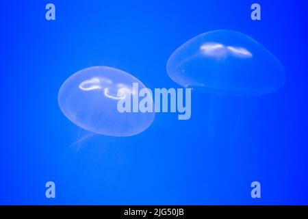 Rotterdam, Niederlande - 06. AUG 2020: Isolierte Quallen im blauen Wasser im Blijdorp Zoo. Stockfoto