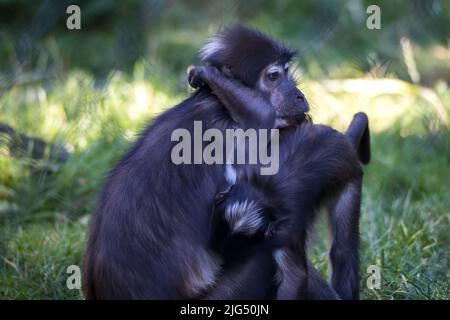 Rotterdam, Niederlande - 06. AUG 2020: Ein Affe sitzt mit einem spielenden Affen im Blijdorp Zoo. Mangabey-Affen. Stockfoto