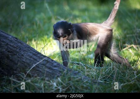 Rotterdam, Niederlande - 06. AUG 2020: Mangabey-Affen fressen Nüsse im Blijdorp Zoo Rotterdam. Stockfoto