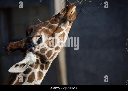 Rotterdam, Niederlande - 06. AUG 2020: Nahaufnahme des Kopfes einer Giraffe, die Gras frisst, im Blijdorp Zoo Rotterdam. Stockfoto